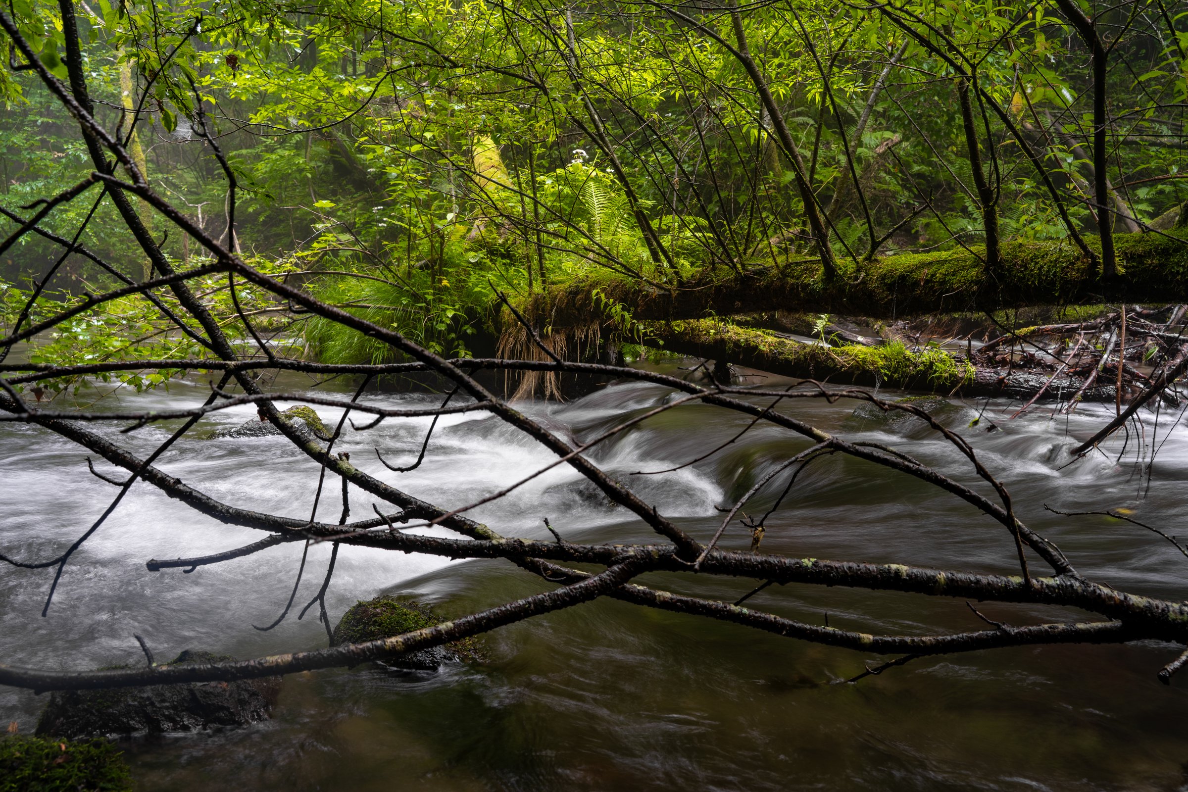 Forest river with fallen branches, long exposure